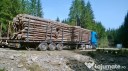 حمل و نقل زمینی چوب